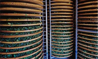 茶叶品质更佳：高温热泵助力茶叶烘干节能改造