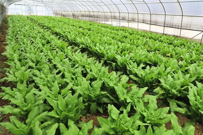 蔬菜大棚选什么冬季采暖方式更省钱