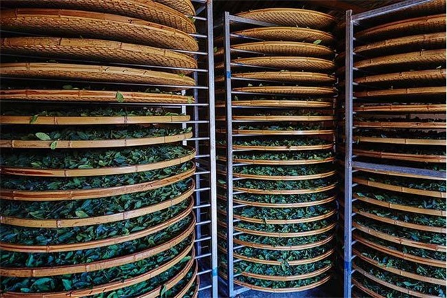 茶叶品质更佳：高温热泵助力茶叶烘干节能改造