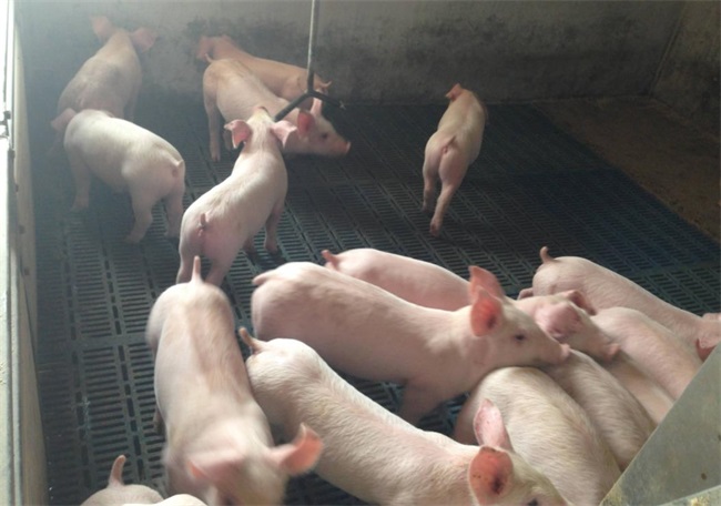 大棚养殖热泵助力畜牧业绿色节能发展