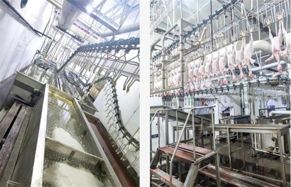 浙江建德某屠宰场用碧涞高温热泵,节约成本60%以上