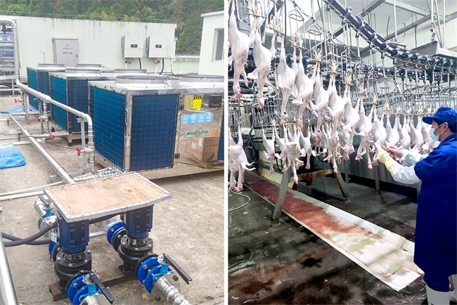 碧涞高温热泵技术在浙江建德屠宰场节能技改项目中的应用