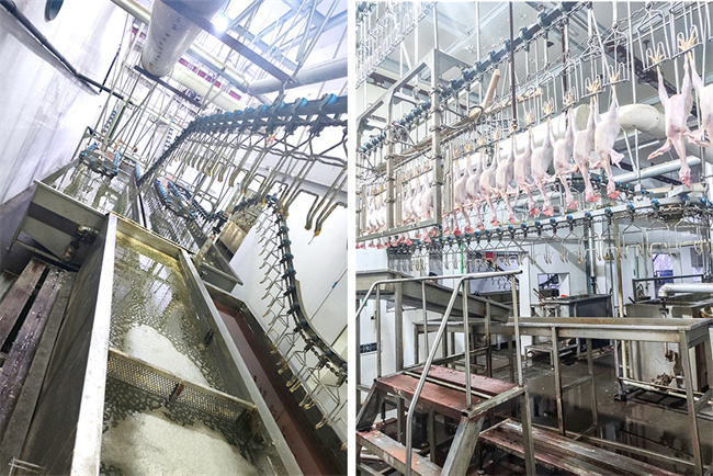 碧涞助力浙江建德屠宰场实现节能降耗